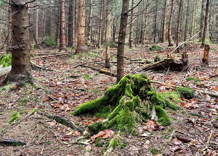 Slow Life Pod Babia Gora וילה